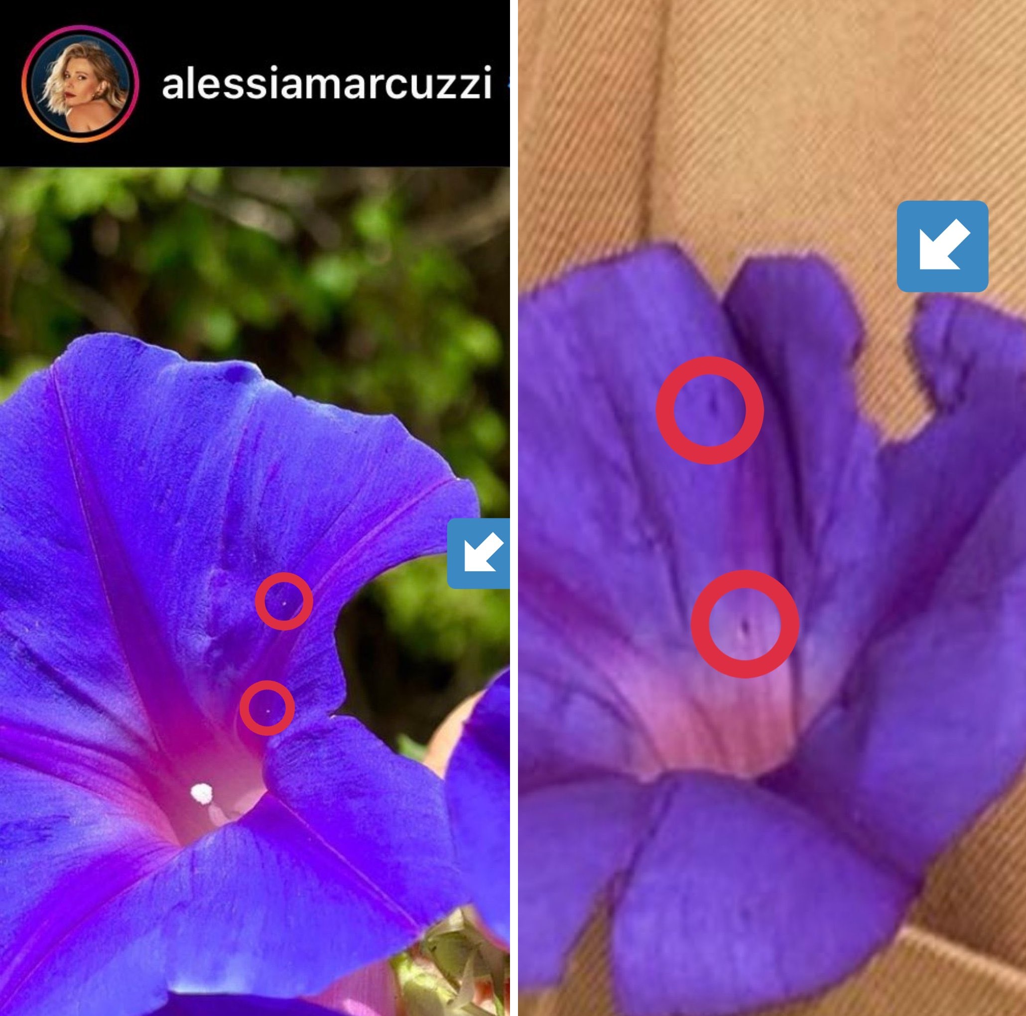Altro dettaglio del fiore di Alessia Marcuzzi e Stefano De Martino