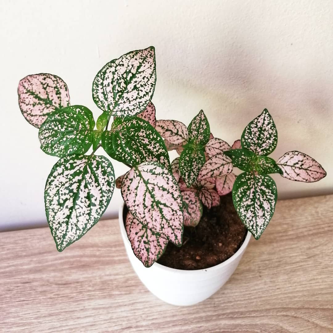 piante rosa
